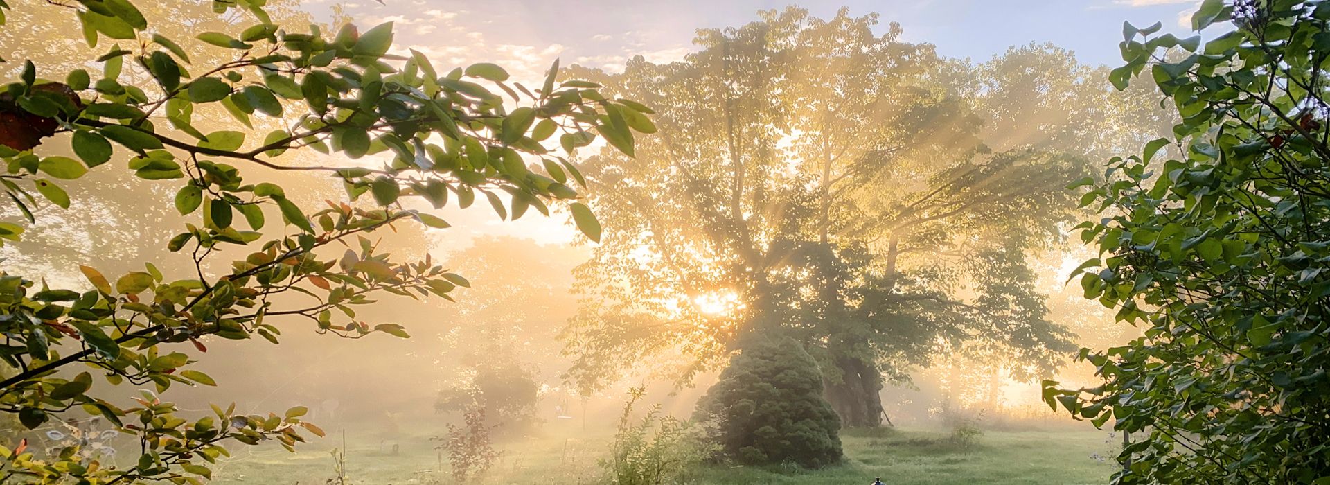 Slider Baummystik 1920x700