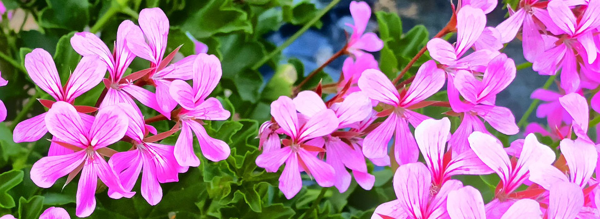 Slider Blüten 1 1920x700