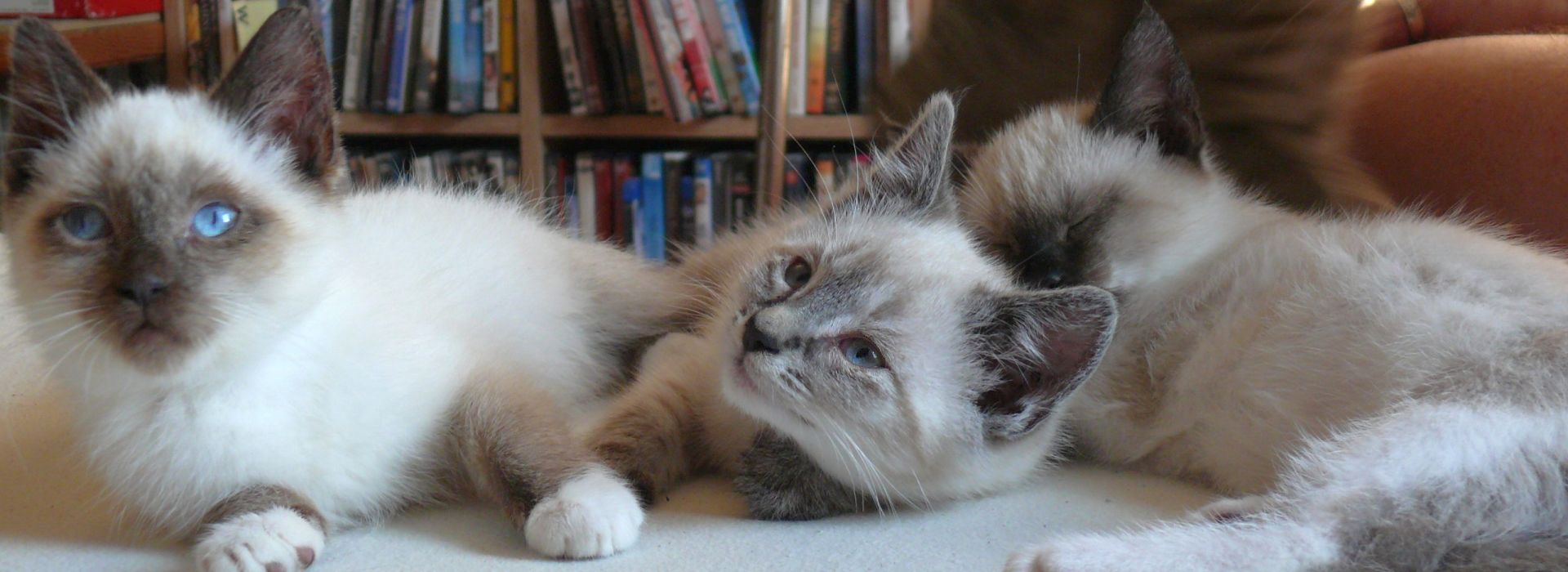 Slider Katzen 1 1920 x 700