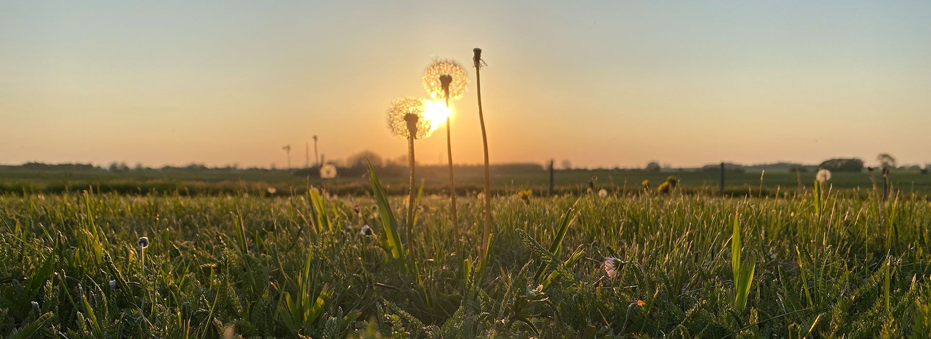 Slider Pusteblume 1920x700