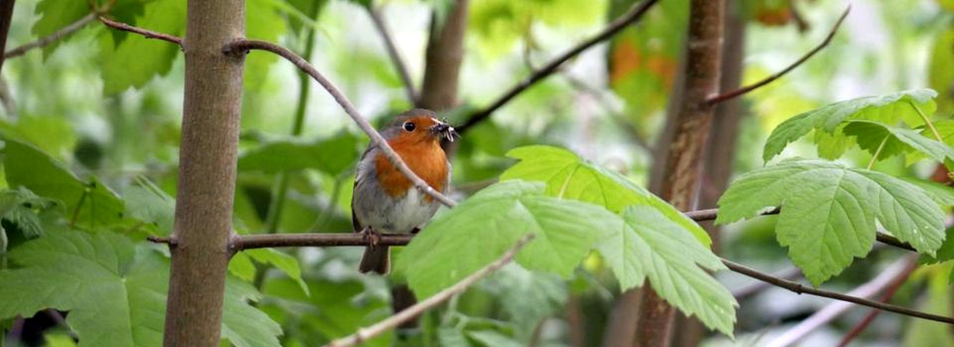 Slider Rotkehlchen 1920 x 700