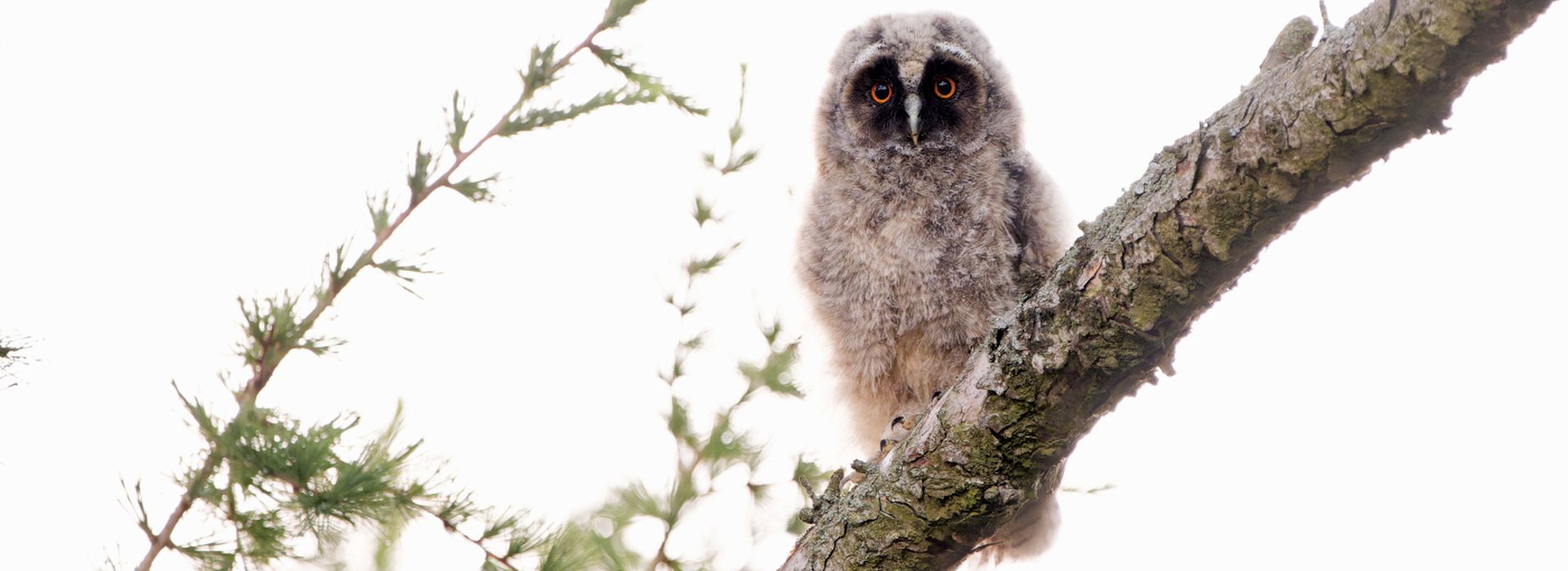 Slider junge Waldohreule 1920x700