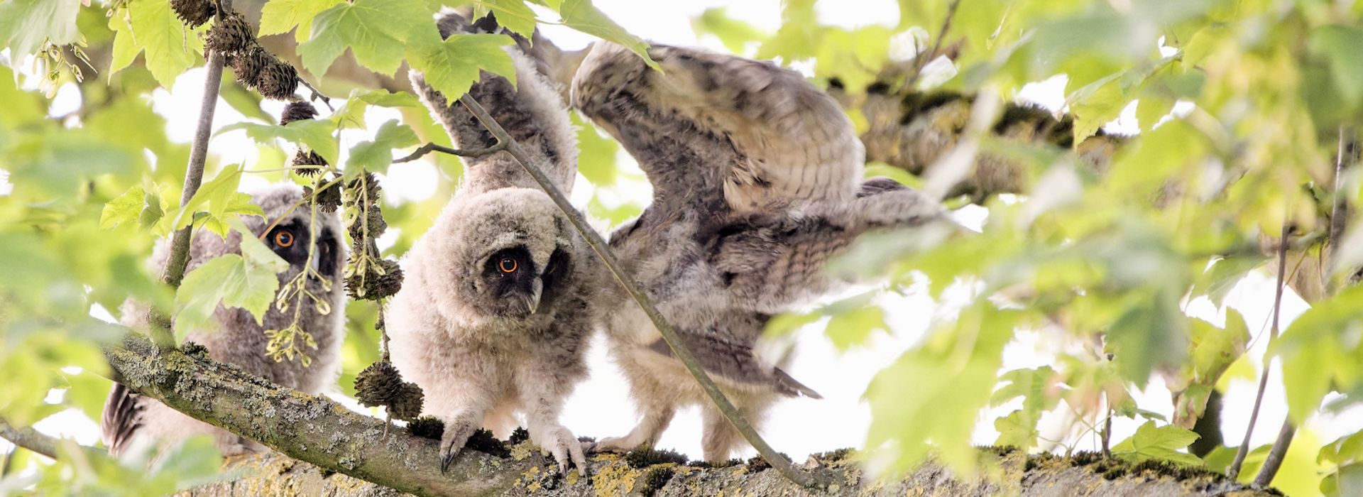 Slider junge Waldohreulen 1920x700